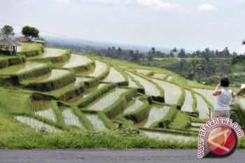Ratusan petani di Gianyar gelar ritual "nyelung" 