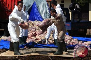 Kementan Siap Antisipasi Peredaran Daging Celeng