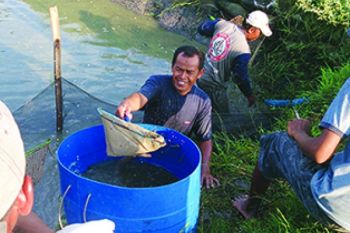 Pertamina Dampingi Warga Parangdewe Budidaya Gurami 