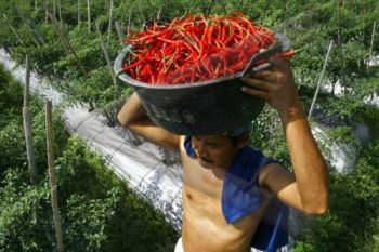 Harga Cabai Anjlok, Petani Merugi