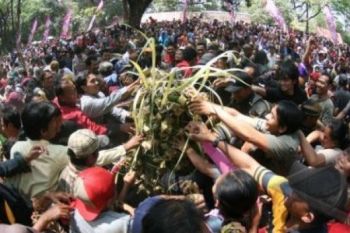 Lebaran Ketupat, Ternak Milik Warga Merapi Ikut Dikirab