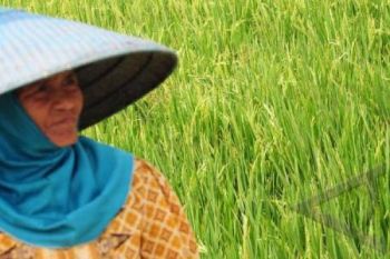 Bulog Pemalang Pesimistis Penuhi Target Pengadaan Pangan