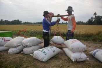 Timbang Padi