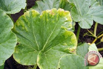 Daun labu kuning-binahong berpotensi turunkan gula darah 