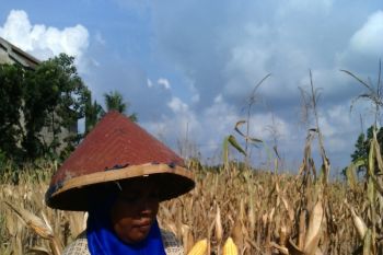 Petani Kakao Beralih Ke Singkong-jagung
