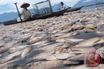 Ikan Danau Maninjau Mati jadi 350 Ton