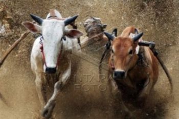 Saat Pacu Jawi Kehilangan &amp;quot;Ruh&amp;quot;