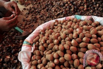 Petani gembira, Fuli Pala capai harga tertinggi