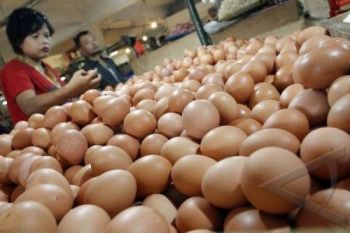 Distribusi Tersendat, Harga Telur Ayam Melonjak