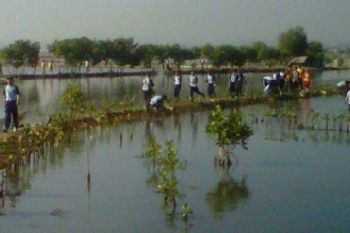 Phapros Tanam 10 Ribu Mangrove di Pantai Maron