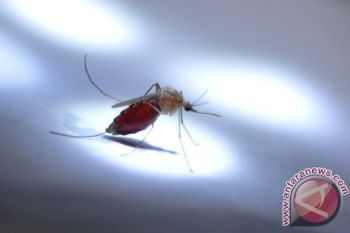 Seorang Penderita DBD di Temanggung Meninggal