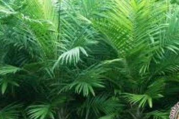 Petani Kuansing Berharap Bantuan Bibit