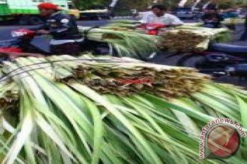Masyarakat Serbu Pedagang Janur Kuning