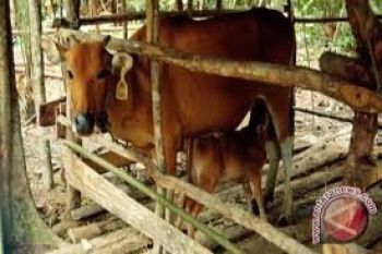 Riau Butuh 23.000 Sapi Kurban