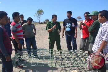 Pemuda Lombok Timur Transplantasi Terumbu Karang