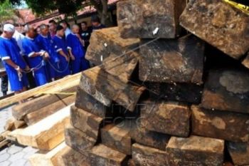 42 Batang Kayu Jati Ilegal Diamankan di Batang