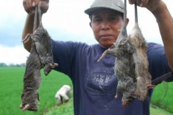 48,6 Hektare Tanaman Padi di Temanggung Diserang Tikus