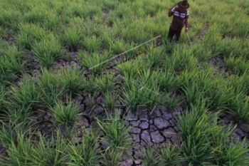 Kekeringan, Puluhan Hektare Sawah-Ladang Terancam Gagal Panen