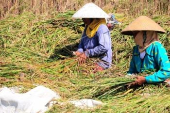 Produksi Pangan RI Tak Sebanding Pertumbuhan Penduduk