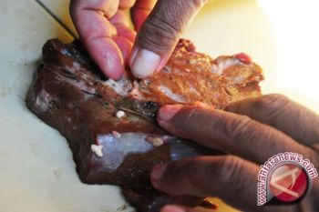 Disnak imbau masyarakat waspadai cacing hati 