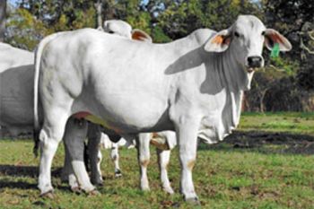 Pemotongan Hewan Qurban di Sumbar Diprediksi Meningkat