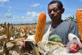 Sulteng Cocok Untuk Pengembangan Jagung 