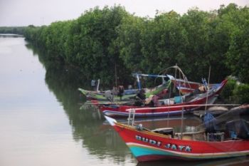 40 Persen Hutan Mangrove Indonesia Rusak