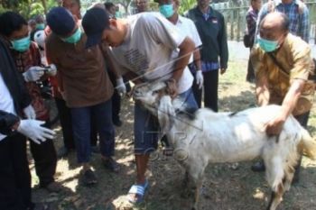 Kurang Pasokan, Banyumas Datangkan Hewan Kurban