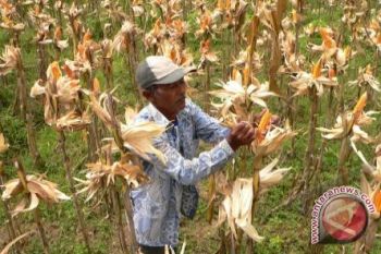 Barito Utara Tanam Jagung Seluas 500 Hektare 