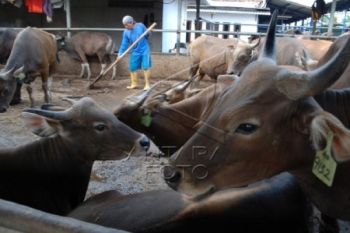 Jelang Idul Adha, Harga Sapi Capai Rp23,5 Juta/Ekor