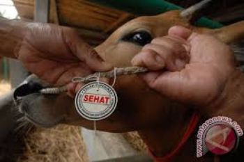 Pengawasan Hewan Kurban di Pekalongan Diperketat