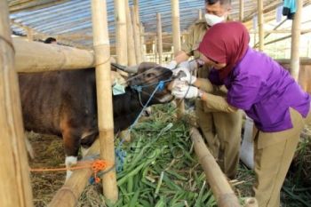 Antisipasi Antraks, Surakarta Perketat Pengawasan Hewan Kurban