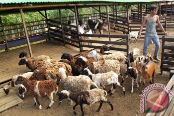 Permintaan Kambing Qurban