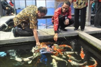 Pembenih Koi Temanggung Kewalahan Penuhi Permintaan