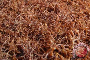 Peneliti: Rumput Laut Cokelat Obat Antiobesitas