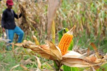 Boyolali Surplus Jagung 81.770 Ton