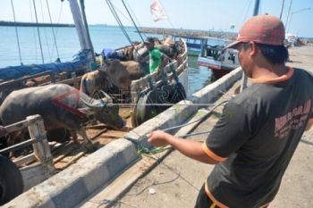 Permintaan Hewan Kurban Meningkat