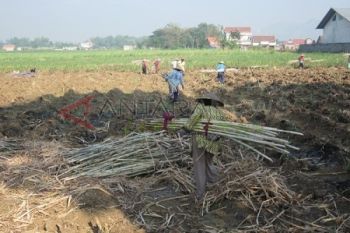 Siapkan Bibit Tebu 