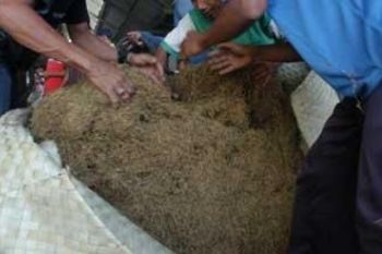 Harga Tembakau Rajangan Temanggung Melejit