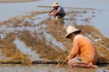 Harga Rumput Laut Turun