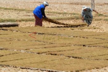 Harga Belum Untungkan Petani