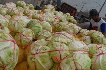 Meningkat Harga Kubis Bromo