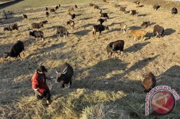 SAPI KURBAN