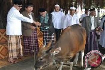 Disnak Biak Numfor siagakan 12 petugas pemeriksa hewan kurban 
