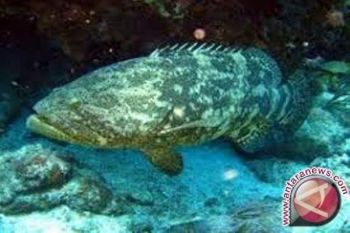 Pengusaha Biak pasarkan ikan kerapu di Hong Kong