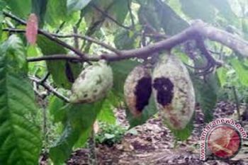 Seribuan hektare lahan kakao di Jayapura terserang hama