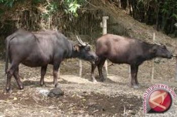 Sumbawa bertekad Kembalikan Kejayaan sebagai Sentra kerbau
