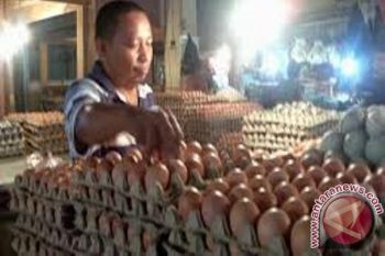 Harga telur di Jayapura capai Rp1.750/butir