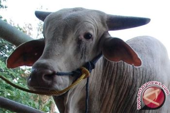 Pemkab Biak temukan sapi terinfeksi Brucellosis