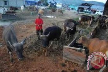 Disnak Papua bentuk tim sidak ternak jelang Lebaran